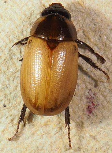 Réf. 296 727 : Cyclocephala melanocephala